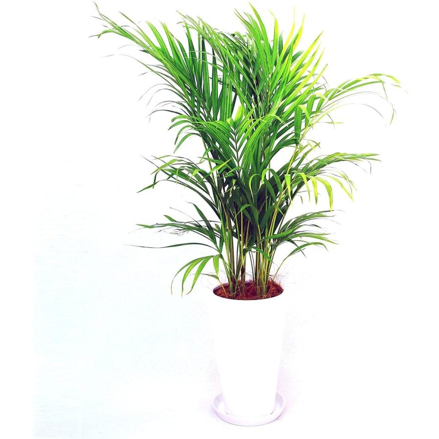 観葉植物 アレカヤシ 7号鉢 白丸陶器鉢 S8 059 デライトベース 通販 Yahoo ショッピング