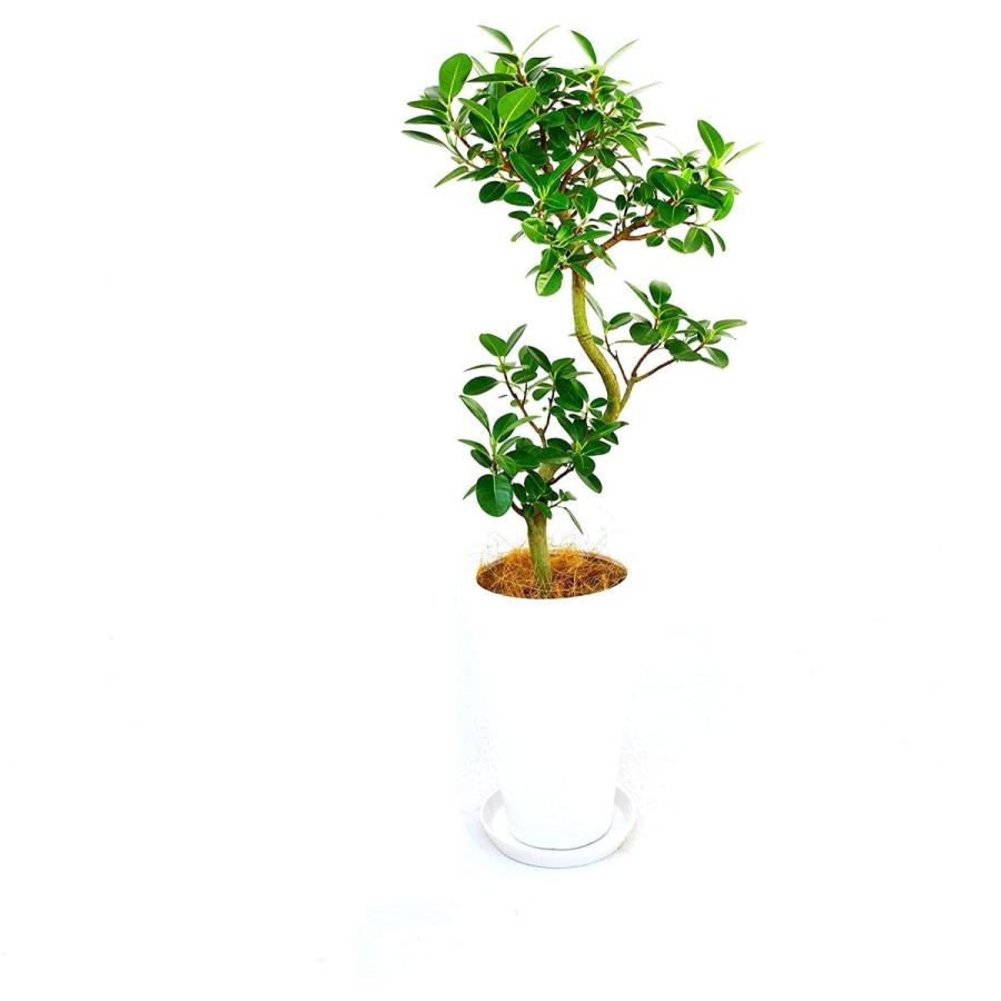 観葉植物 インテリア 人気 ギフト プレゼント リビング おしゃれ 鉢 鉢植え 通販 フランスゴム 7号鉢 白丸陶器鉢
