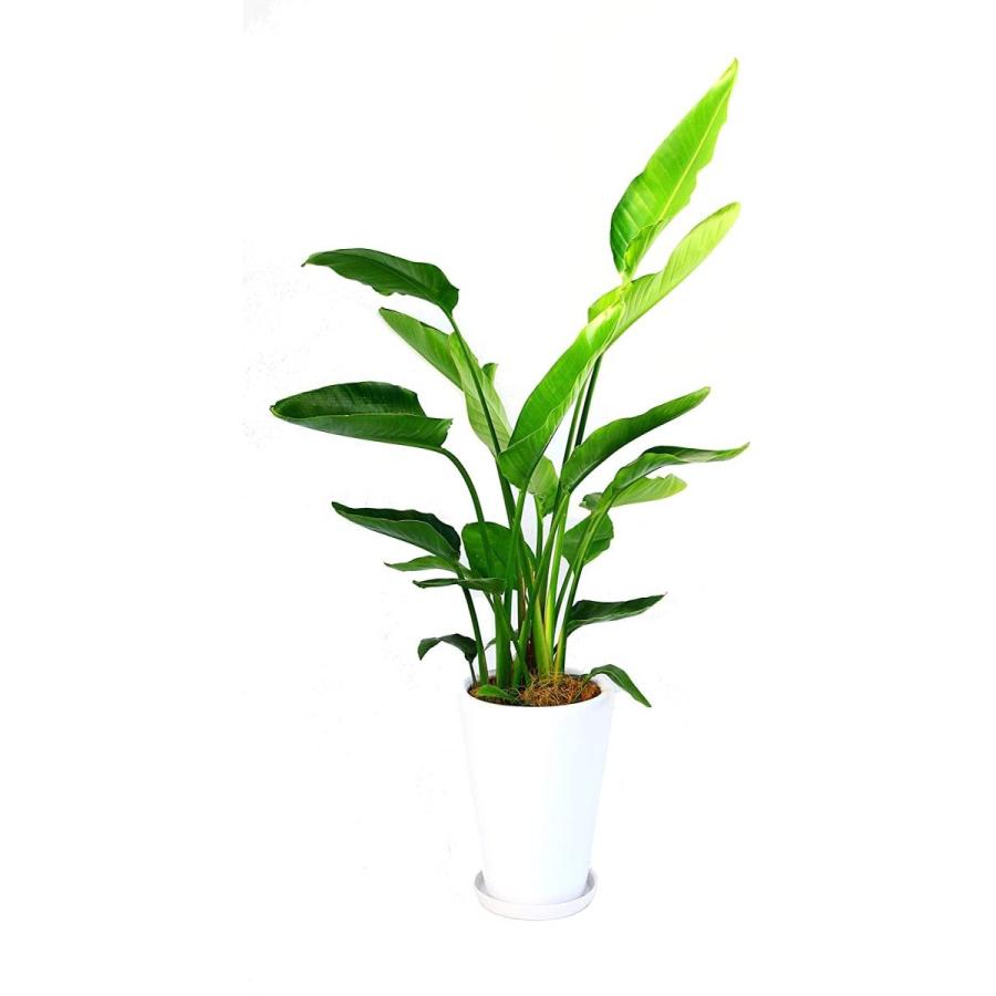 観葉植物 インテリア 人気 ギフト プレゼント リビング おしゃれ 鉢 鉢植え 通販 オーガスタ 8号鉢 白丸陶器鉢 S8 064 デライトベース 通販 Yahoo ショッピング