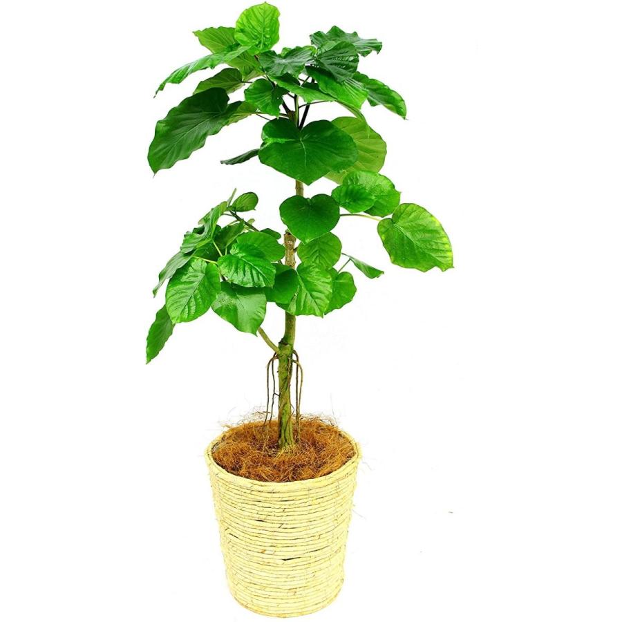 観葉植物 インテリア 人気 ギフト プレゼント リビング おしゃれ 鉢 鉢植え 通販 ウンベラータ 8号鉢 白バスケット S8 068 デライトベース 通販 Yahoo ショッピング