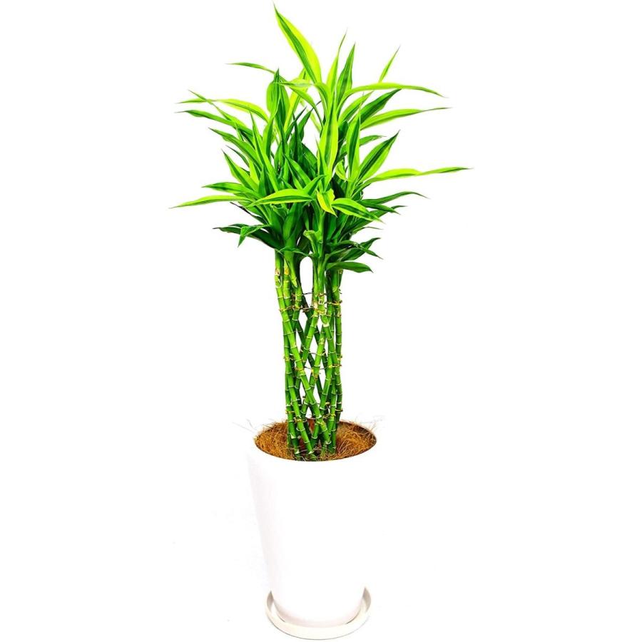 観葉植物 インテリア 人気 ギフト プレゼント リビング おしゃれ 鉢 鉢植え 通販 サンデリアーナ(幸運の竹) 8号鉢 白丸陶器鉢