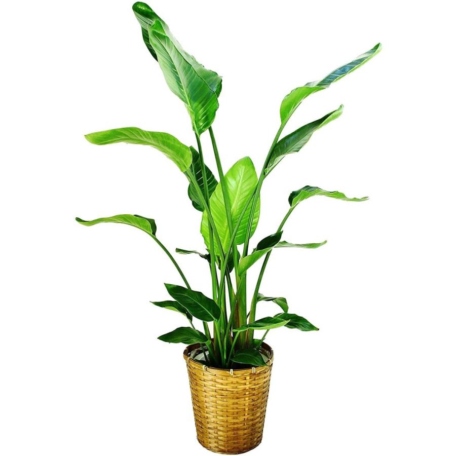 観葉植物 オーガスタ 8号鉢 バスケット お任せカゴ Morenotafurt Com