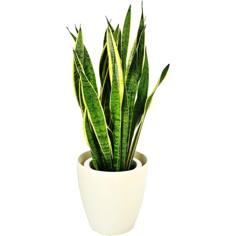 観葉植物 インテリア 人気 ギフト プレゼント リビング おしゃれ 鉢 鉢植え 通販 サンセベリア 8号 白丸鉢カバー ラスターポット プラ S8 080 デライトベース 通販 Yahoo ショッピング