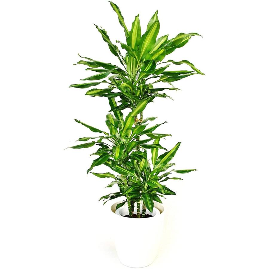 観葉植物 ドラセナ ジェレ 8号 白丸鉢カバー ラスターポット プラ S8 087 デライトベース 通販 Yahoo ショッピング