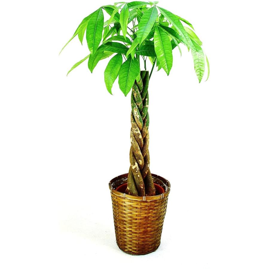 直接のお引取 Plant□カシワバゴム/フィカス・リラータ/観葉植物/160cm