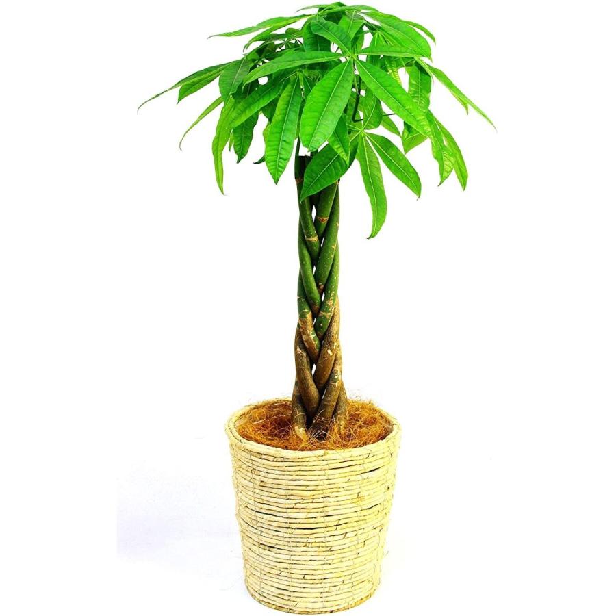 化粧鉢付き!!フィカス バンビーノ カシワバゴムノキ 綺麗な幹曲がり