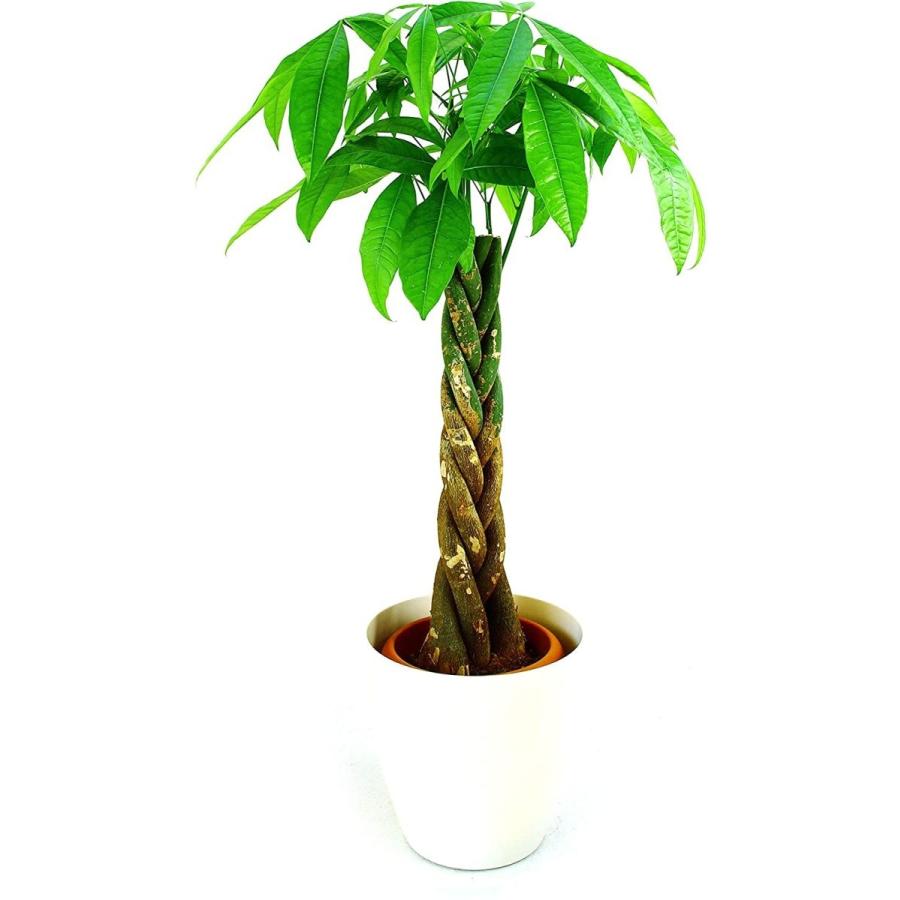 サイカス タイシルバー 9号鉢つき バルブ6センチ❗ ① 2025年最新】鉢