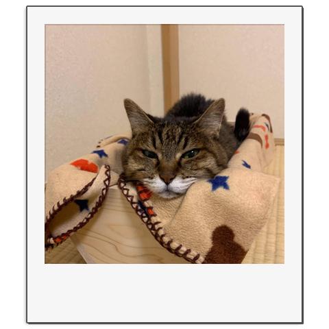 猫のベッド 夏用 肉球 おしゃれ 奈良吉野桧 猫プランター かわいい肉球付き (大) 木製  エコ やさしい |  | 07