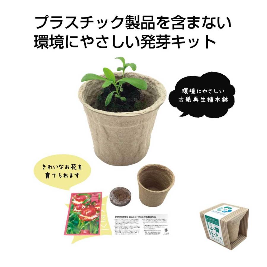 花の種 新デザイン 5000個セット販売 季節 ノベルティ 時期により種類は変動いたしますご了承ください 花の種子 アソート 園芸 名刺サイズでコンパクト 景品 粗品 販促品