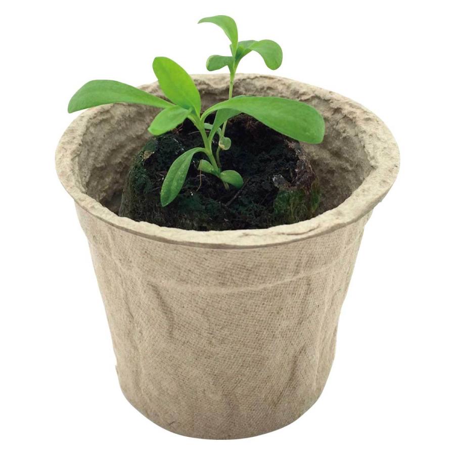 花の種 新デザイン 5000個セット販売 季節 ノベルティ 時期により種類は変動いたしますご了承ください 花の種子 アソート 園芸 名刺サイズでコンパクト 景品 粗品 販促品