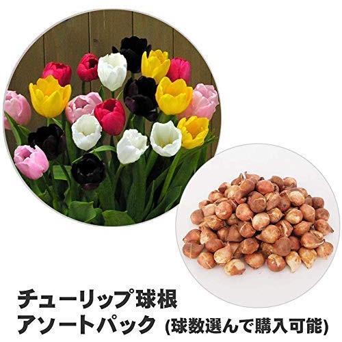 チューリップ球根 おまかせアソート オランダ産 30個セット 詰め合わせ セット販売 花壇 装飾 国内配送 Ta006 30 デライトベース 通販 Yahoo ショッピング