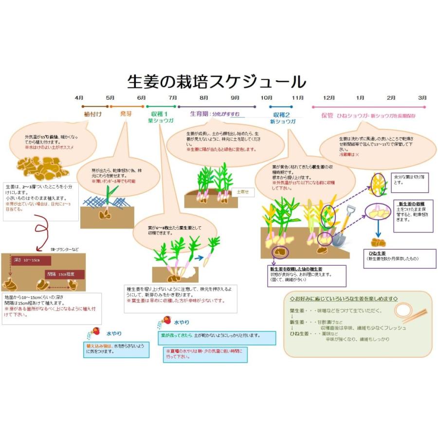 根生姜 しょうが ショウガ タイ産 販売 植え付け 栽培 家庭菜園 ガーデニング プランター 自給自足 大身しょうが タイ産 1kg Ta301 デライトベース 通販 Yahoo ショッピング