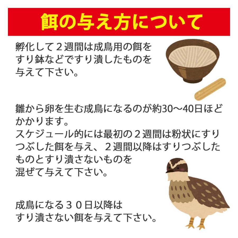 孵化してすぐ使える専用の餌と有精卵のお得なセット うずらの有精卵