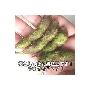 枝豆 2025 丹波篠山 ブランド 黒枝豆 4kg 枝付き h-e4 もっちり 大粒