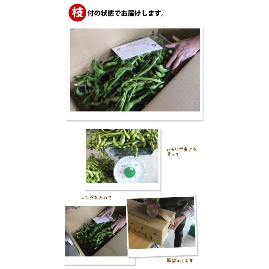 枝豆　黒豆 ①10月14日〜17日発送 黒豆の枝豆 1.75kg(350g×5袋) 丹波黒大豆の枝豆