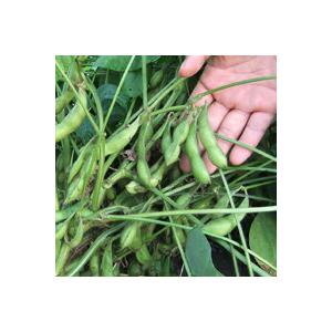 枝豆 2025 丹波篠山 ブランド 黒枝豆 2kg 枝付き h-e2 もっちり 大粒