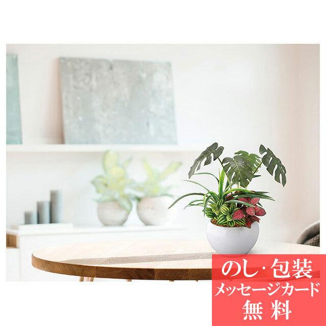 敬老の日 Sc触媒加工 ジャングルポット モンステラ フェイクグリーン Sg Mhafs 1000 人工観葉植物 Tri T0 012 Tri T21 ギフトのデリバリーディライト 通販 Yahoo ショッピング