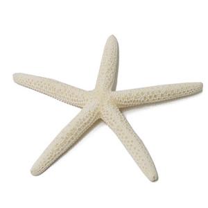 マリンE スターフィッシュ Mサイズ 10個セット 白 ホワイト ヒトデ