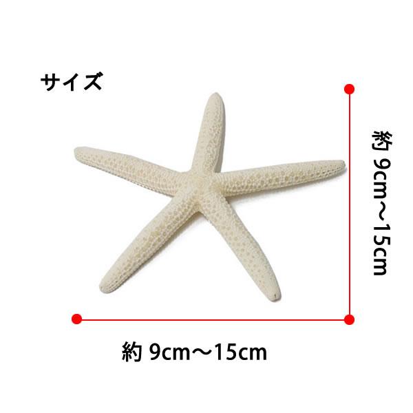 マリン E 3個 スターフィッシュ ホワイトヒトデ ディスプレー