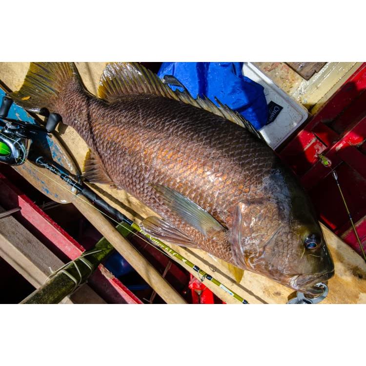 JS ジェットセッター 61C : ポタリング&フィッシングdenden