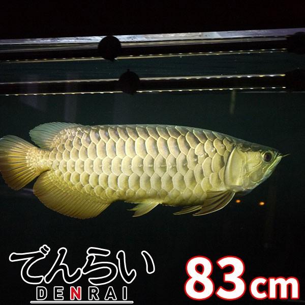 プレミアムゴールド アロワナ 照明 Led 水中 アロワナライト 水中蛍光灯 アクアリウム 熱帯魚 アジアアロワナ 金龍 90cm水槽用 でんらい Ag90 Www Specialistdetailing Com