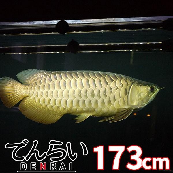 プレミアムゴールド アロワナ 照明 Led 水中 アロワナライト 水中蛍光灯 アクアリウム 熱帯魚 アジアアロワナ 金龍 180cm水槽用 でんらい 型番 Ag180 Supersport Tn