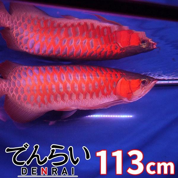 スーパーレッド レベル2 アロワナ 照明 Led 水中 アロワナライト 水中蛍光灯 アクアリウム 熱帯魚 アジアアロワナ 紅龍 1cm水槽用 でんらい Ar2 1 Alliance Gloves Ru