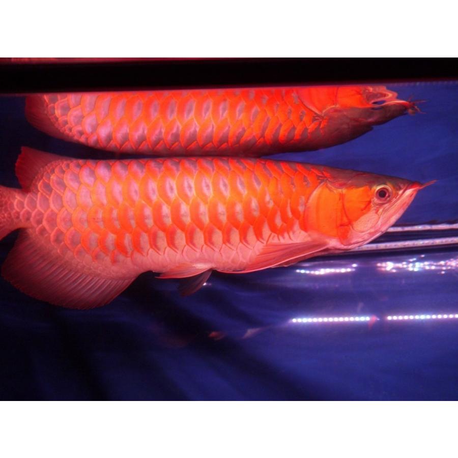 アウトレット スーパーレッド レベル1 アロワナ 照明 Led 水中 ライト 水中蛍光灯 熱帯魚 アジアアロワナ 紅龍 0cm水槽用 でんらい Ar0 0135 各種照明 アロワナ照明のでんらい 通販 Yahoo ショッピング