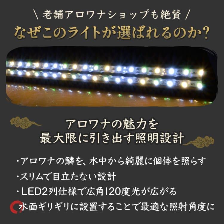 過背金龍 藍底金龍 アロワナライト 水槽ライト 熱帯魚ライト テンニングライト LED 水中照明 水中ライト 金龍 アジアアロワナ ゴールド arowana でんらいの画像