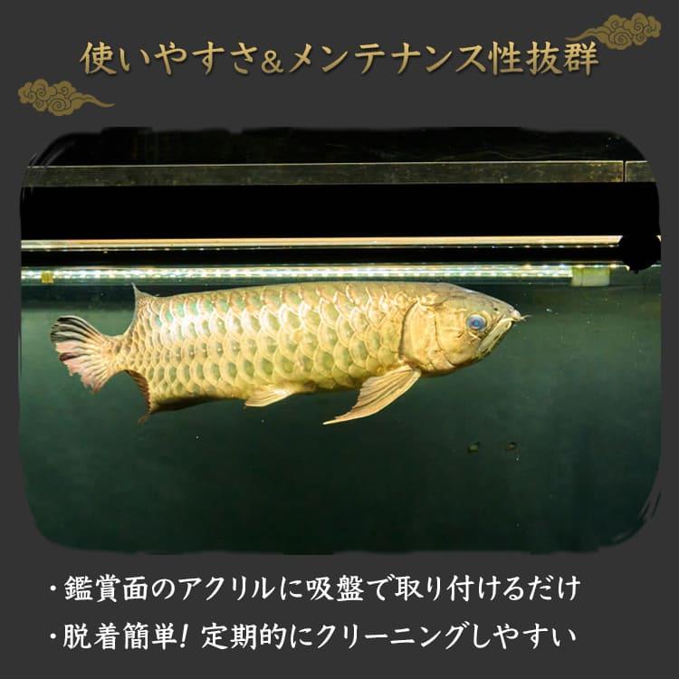 過背金龍 藍底金龍 アロワナライト 水槽ライト 熱帯魚ライト テンニングライト LED 水中照明 水中ライト 金龍 アジアアロワナ ゴールド arowana でんらいの画像