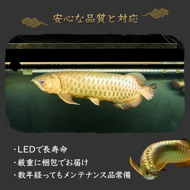180cm LED照明 アクリル水槽 アロワナ ダトニオ 熱帯魚 メダカ 【公式
