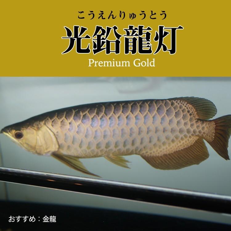 色々な アロワナ ライト 金龍 過背金 180cm水槽用 光鉛龍灯 プレミアムゴールド Ex Led 2列 水中 照明 水中蛍光灯 でんらい Ag180 Ex Ag Ex 送料無料 Inova Auto Com