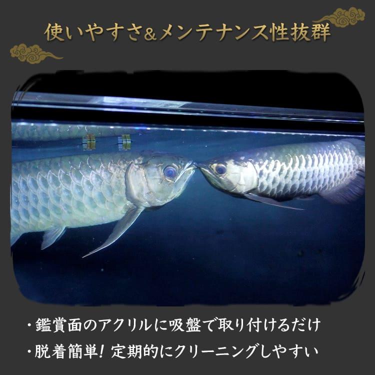 過背金龍 藍底金龍 アロワナライト 水槽ライト テンニングライト LED