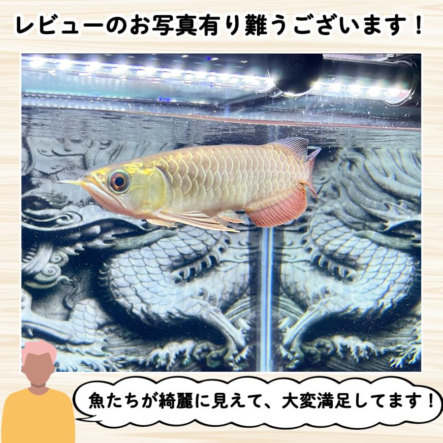 過背金龍 藍底金龍 アロワナライト 水槽ライト テンニングライト LED
