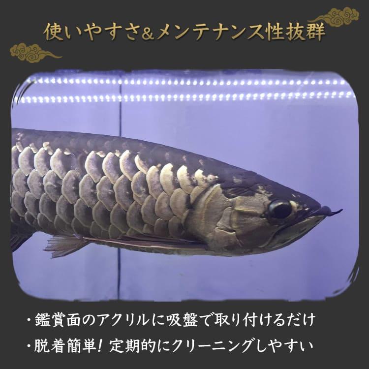 水槽ライト 過背金龍 熱帯魚ライト 藍底金龍 アロワナライト テンニングライト LED 水中照明 水中ライト 大型水槽 金龍 青色 ワイルドブルー  arowana でんらいの画像