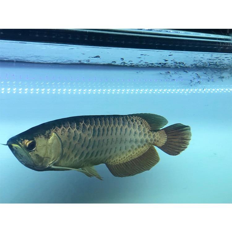 アロワナ テンニングライト 1500水槽用※引き取り限定