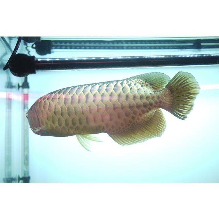 アロワナ テンニングライト 1500水槽用※引き取り限定