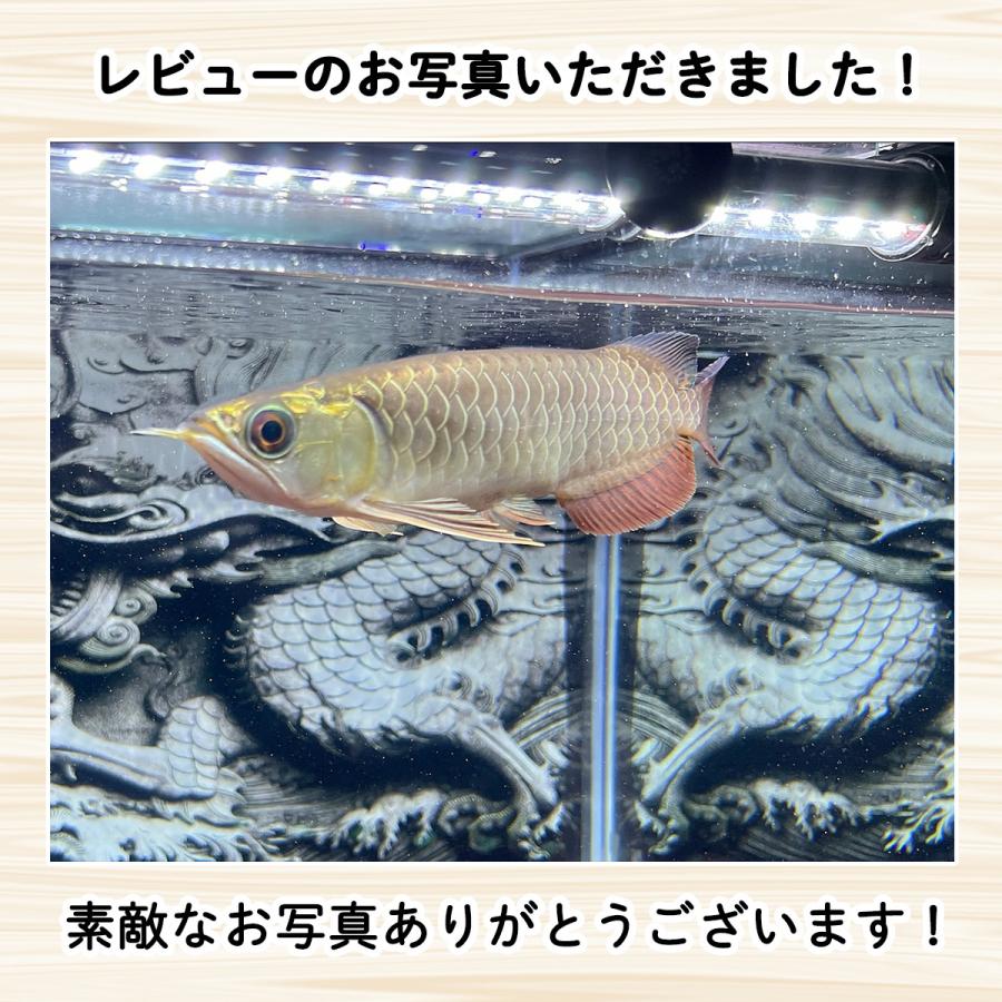 アロワナライト 過背金龍 藍底金龍 熱帯魚ライト テンニング アロワナライト 過背金龍 藍底金龍 熱帯魚ライト テンニング