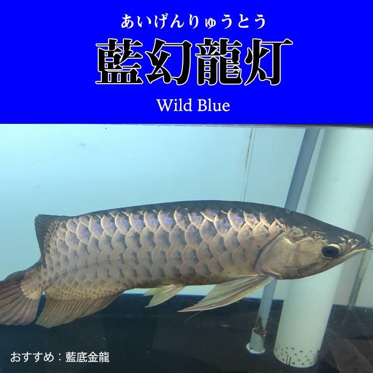 アロワナ ライト 金龍 過背金 90cm水槽用 藍幻龍灯 ワイルドブルー EX LED 2列 水中 照明 水中蛍光灯 AK90-EX AK-EX 送料無料 でんらい｜denraiasia｜05