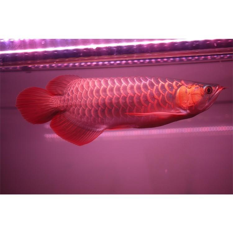 アロワナ ライト 紅龍 1cm水槽用 真朱龍灯 ナチュラルレッド Ex 旧スーパーレッド レベル1 Led 2列 水中 照明 水中蛍光灯 でんらい Ar1 Ex Ar Ex 送料無料 Ar1 Ex でんらい 通販 Yahoo ショッピング