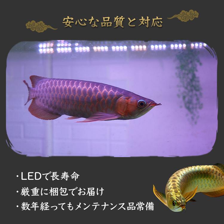 アロワナ、水中ライト、テンニングライト 楽天市場】過背金龍 アロワナライト 水槽ライト 藍底金龍 熱帯魚