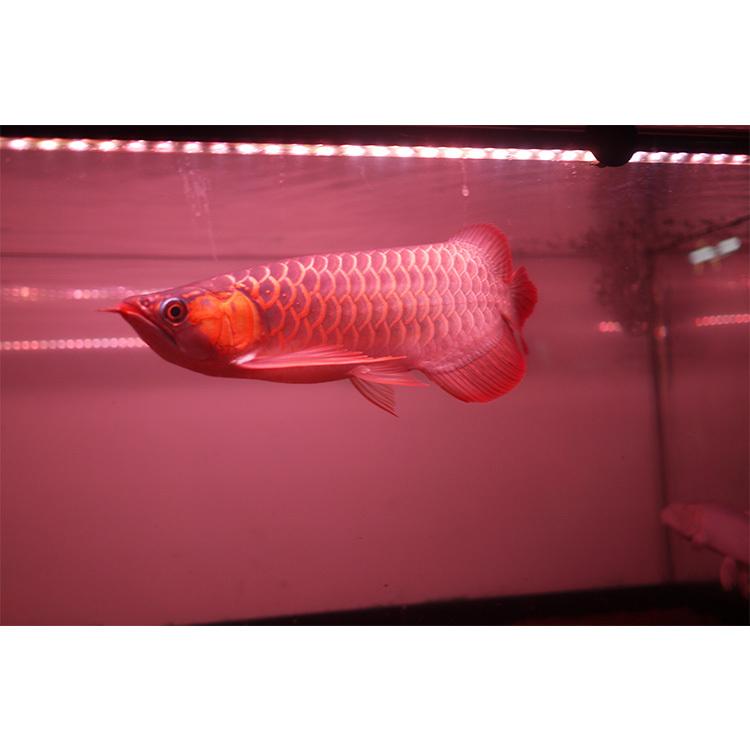 水中 スーパーレッド 紅龍 アロワナ ライト レッドアロワナ 紫外線 UV