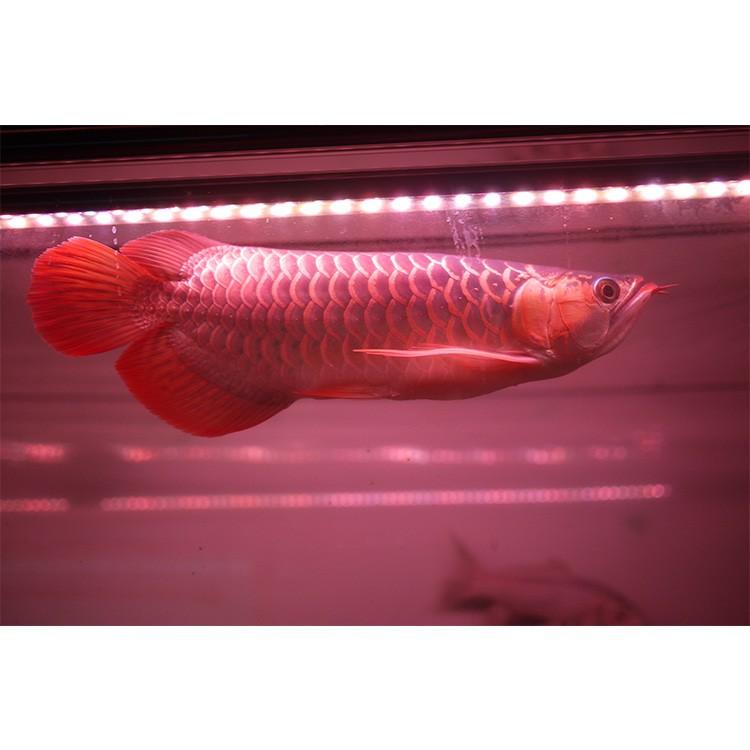 アロワナ ライト 紅龍 150cm水槽用 深紅龍灯 スーパーレッド レベル2 