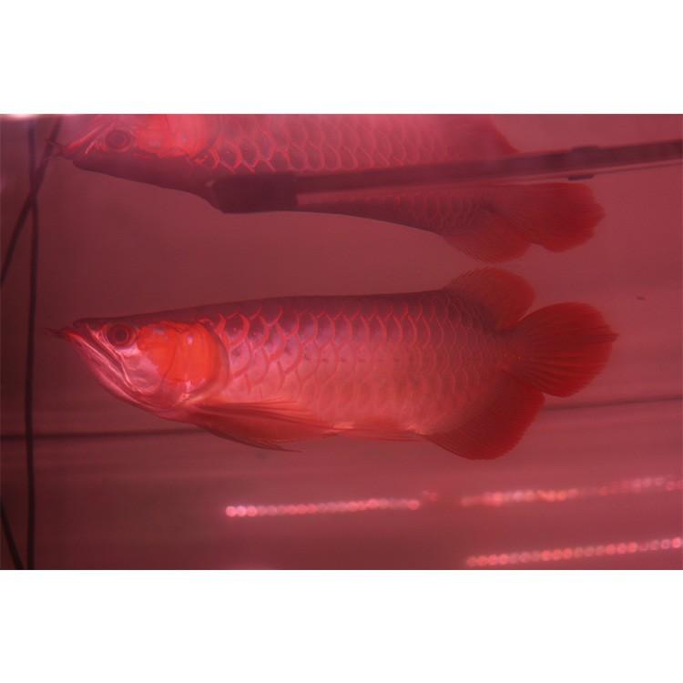 アロワナ ライト スーパーレッド 紅龍 水中 レッドアロワナ 水槽ライト