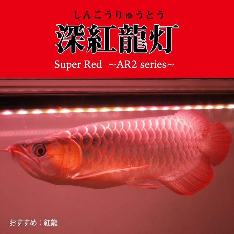 レッドアロワナ スーパーレッド 紅龍 水中 アロワナ ライト 水槽ライト
