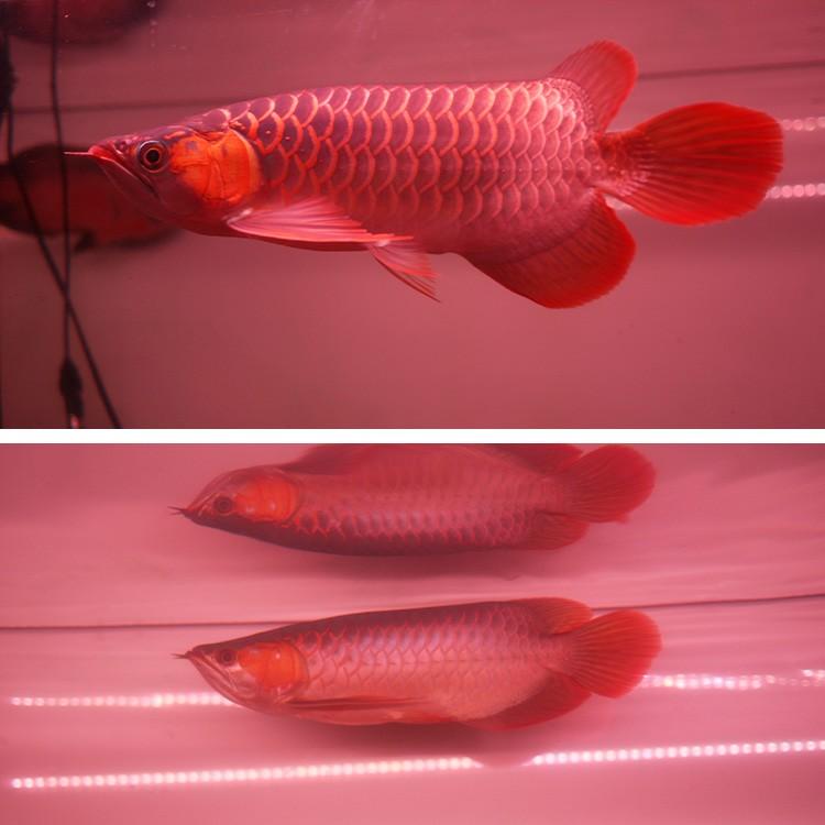 アロワナ ライト 紅龍 0cm水槽用 深紅龍灯 スーパーレッド レベル2 Ex Led 2列 水中 照明 水中蛍光灯 でんらい Ar2 0 Ex Ar2 0 Ex 各種照明 アロワナ照明のでんらい 通販 Yahoo ショッピング