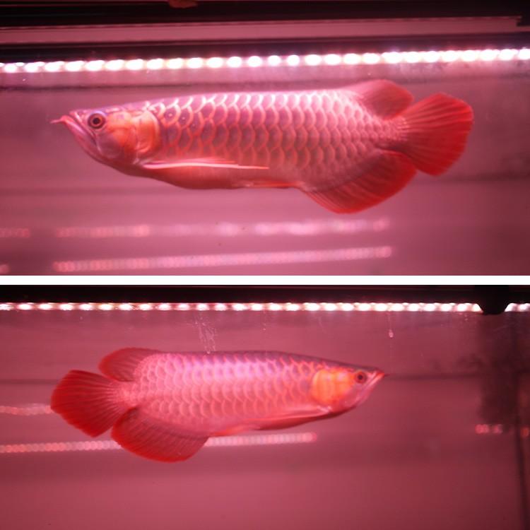 アロワナ ライト スーパーレッド 紅龍 水中 紫外線 UV A波 2列 レッド