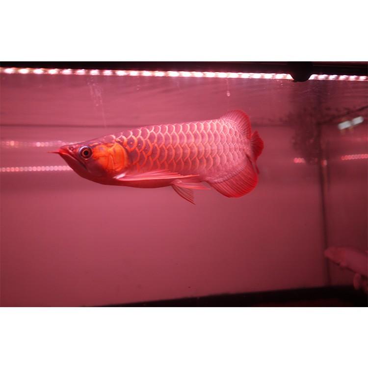アロワナ ライト スーパーレッド 紅龍 水中 紫外線 UV A波 2列 レッド