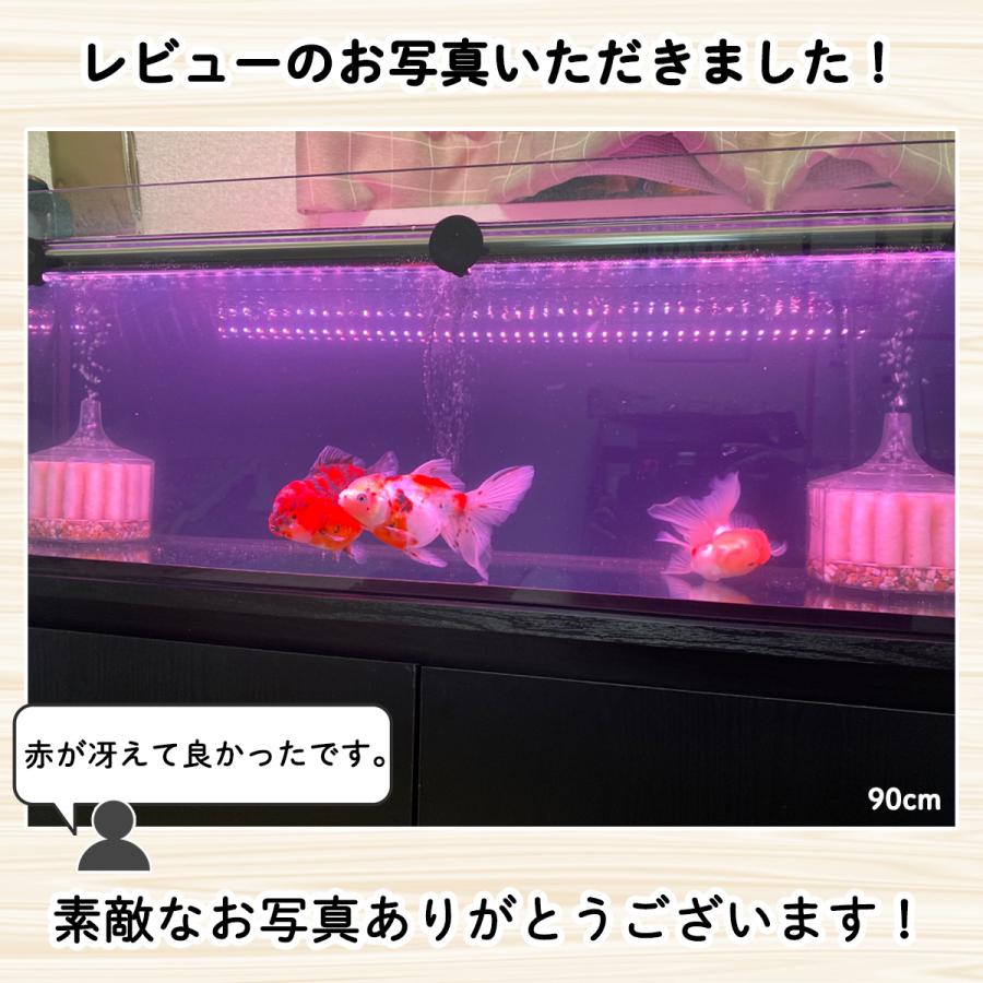 アロワナ ライト スーパーレッド 紅龍 水中 レッドアロワナ テン アロワナ ライト スーパーレッド 紅龍 水中 レッドアロワナ テン