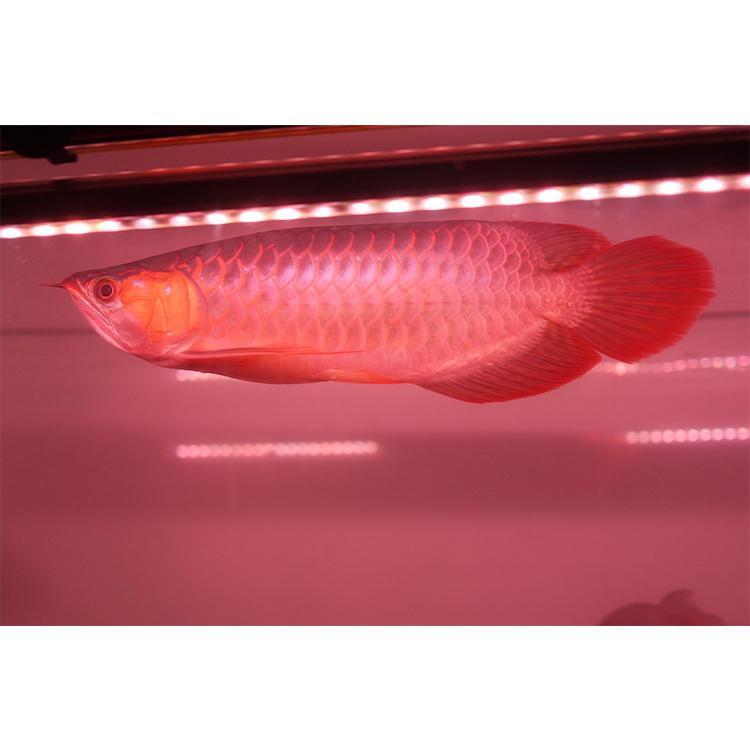 リバイブソード Ex アジアアロワナ 照明 Led 水中 アロワナライト 水中蛍光灯 アクアリウム 熱帯魚 紅龍 90cm水槽用 でんらい Ar2 90uv Ex Ar2 Uv Ex 送料無料 Ar2 90uv Ex 各種照明 アロワナ照明のでんらい 通販 Yahoo ショッピング